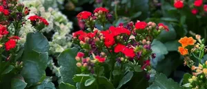 Balkon bahçeciliğine artan ilgi süs bitkisi satışlarını artırdı