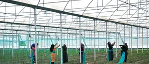 Batı Akdeniz'de hububat sektörünün ihracatı yüzde 136,65 arttı