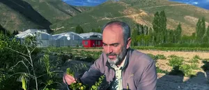 Bayburt Üniversitesince üretilen bal yemişi ve çilek hasat edildi