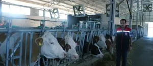 Erzincan’da şap hastalığını önlemek amacıyla yoğun aşı programı uygulanıyor