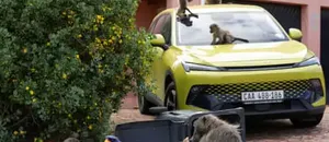 ‘It’s Hard to Sell a House When It’s Covered in Baboon Faeces’: Cape Town Divided over Plan to Remove Its Monkeys