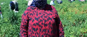 Kilis'te kırmızı biber hasadı başladı