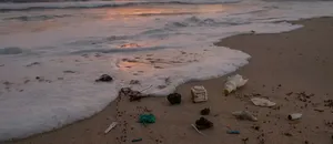 Kuşlarının Midesinden Çıkan Plastik Miktarı Korkutuyor