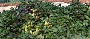 Şanlıurfa Valisi Şıldak, Antep fıstığı hasadına katıldı