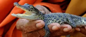 Saving the Siamese Crocodile: Cambodia Moves to Protect One of the World’s Last Wild Populations