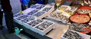 Trabzon'da hamsinin kilogramı 100 liradan satıldı