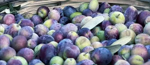 Türkiye'de 2 milyon 450 bin ton zeytin rekoltesi bekleniyor