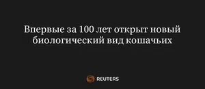 Впервые За 100 Лет Открыт Новый Биологический Вид Кошачьих