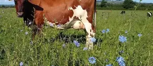 ‘You Can Taste the Land’: The Somerset Farmer Bringing Wildflowers Back to Cheddar