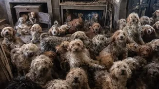 Kimse Gerçek Olduğuna İnanmadı: Bir Evden 250 Tane Köpek Çıktı!