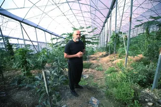 Alanya'da üretilen tropikal papaya meyvesi yurt dışından talep görüyor
