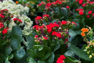 Balkon bahçeciliğine artan ilgi süs bitkisi satışlarını artırdı