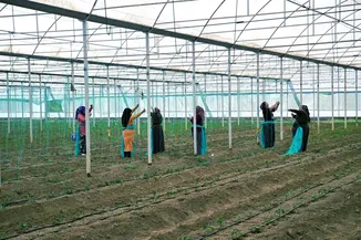 Batı Akdeniz'de hububat sektörünün ihracatı yüzde 136,65 arttı