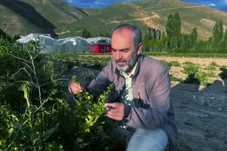 Bayburt Üniversitesince üretilen bal yemişi ve çilek hasat edildi