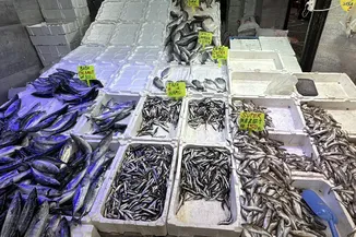 Karadeniz'de ağlar doldu, fiyatlar 50 liraya kadar düştü