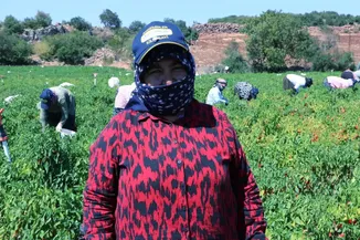 Kilis'te kırmızı biber hasadı başladı