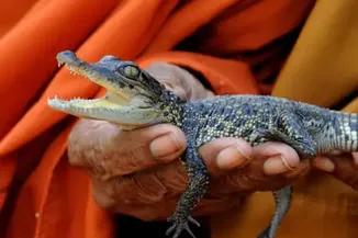 Saving the Siamese Crocodile: Cambodia Moves to Protect One of the World’s Last Wild Populations