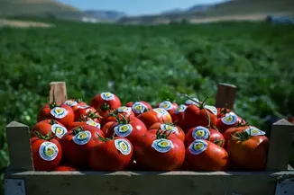 Tarım ve Orman Bakanı Yumaklı, Ayaş'ta domates hasadına katıldı: