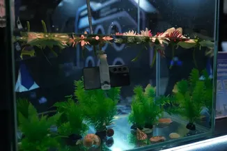 TECNO CAMON 40 serisi, SDN Tech Expo'da tanıtıldı