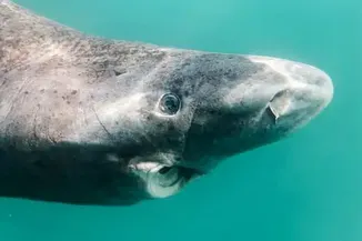 To Cull or Not to Cull: Greenland Debates Fate of World’s Slowest Shark