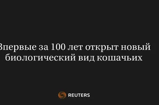 Впервые За 100 Лет Открыт Новый Биологический Вид Кошачьих