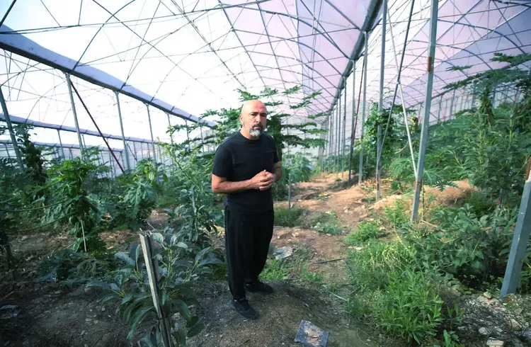 Alanya'da üretilen tropikal papaya meyvesi yurt dışından talep görüyor