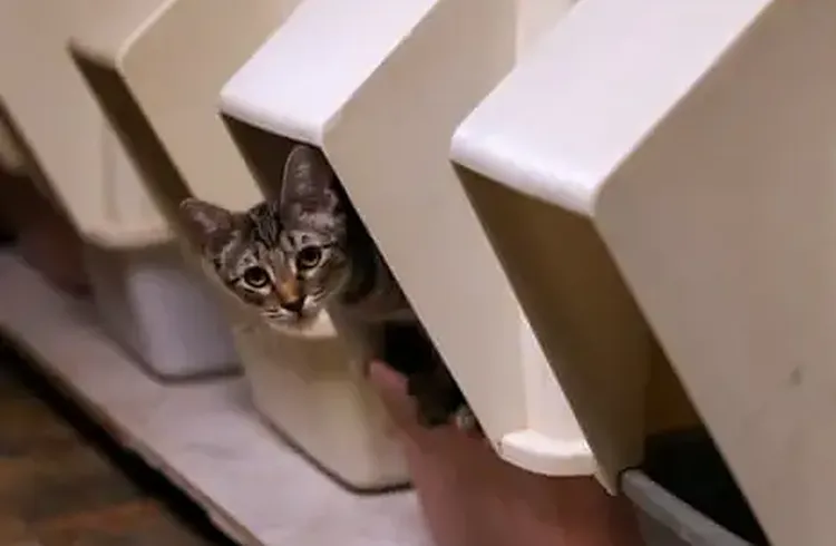Are you cleaning your cat litter box correctly?