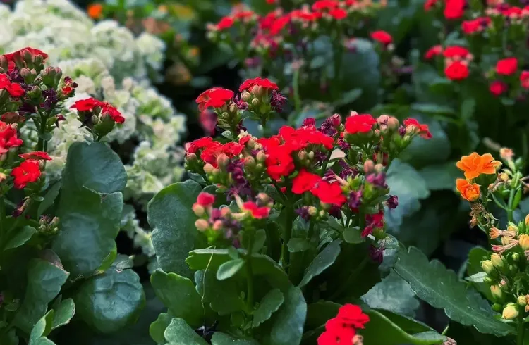 Balkon bahçeciliğine artan ilgi süs bitkisi satışlarını artırdı