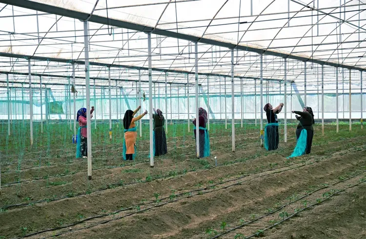 Batı Akdeniz'de hububat sektörünün ihracatı yüzde 136,65 arttı