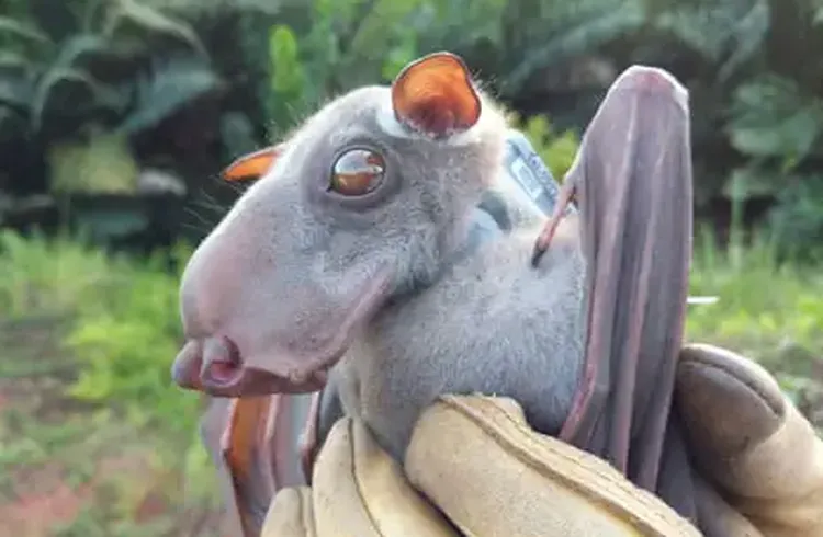 Bats Originated in Europe, Rewriting Mammals’ Family Tree, Study Reveals