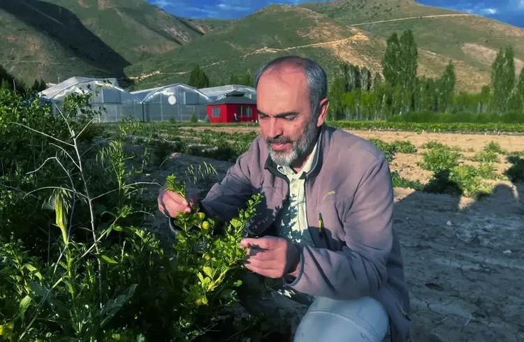 Bayburt Üniversitesince üretilen bal yemişi ve çilek hasat edildi Bayburt Üniversitesince üretilen bal yemişi ve çilek hasat edildi
