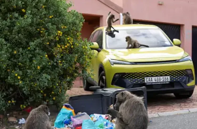 ‘It’s Hard to Sell a House When It’s Covered in Baboon Faeces’: Cape Town Divided over Plan to Remove Its Monkeys