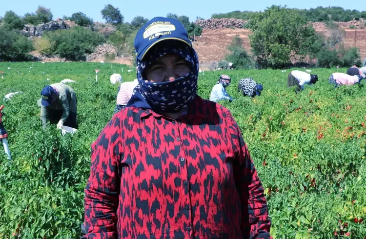 Kilis'te kırmızı biber hasadı başladı Kilis'te kırmızı biber hasadı başladı