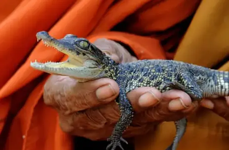 Saving the Siamese Crocodile: Cambodia Moves to Protect One of the World’s Last Wild Populations