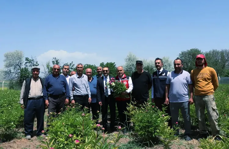 Sivas'ta şakayık hasadı yapıldı Sivas'ta şakayık hasadı yapıldı