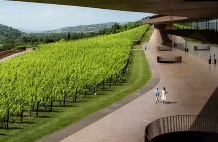 Thieves Make Off with €5M Haul from Prestigious Italian Winery