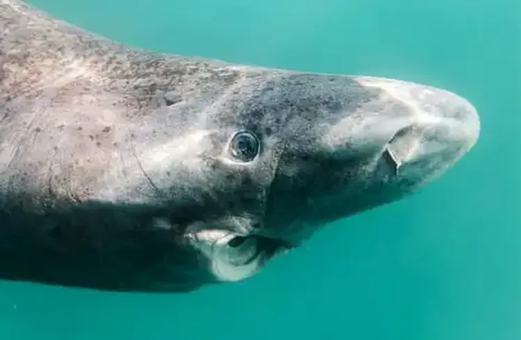 To Cull or Not to Cull: Greenland Debates Fate of World’s Slowest Shark