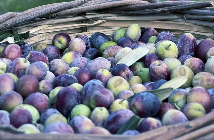 Türkiye'de 2 milyon 450 bin ton zeytin rekoltesi bekleniyor Türkiye'de 2 milyon 450 bin ton zeytin rekoltesi bekleniyor