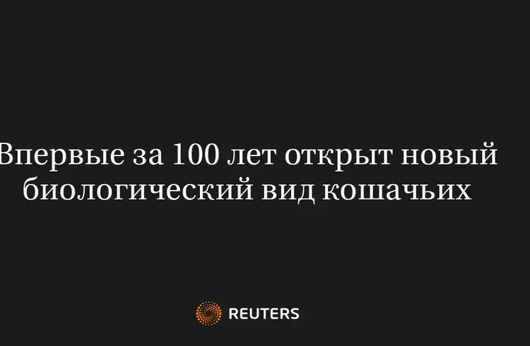 Впервые За 100 Лет Открыт Новый Биологический Вид Кошачьих