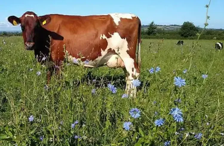 ‘You Can Taste the Land’: The Somerset Farmer Bringing Wildflowers Back to Cheddar